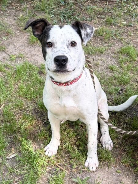 Kain - AVAILABLE TO FOSTER OR ADOPT, an adopted mixed breed in Clayton, NC image 5/5