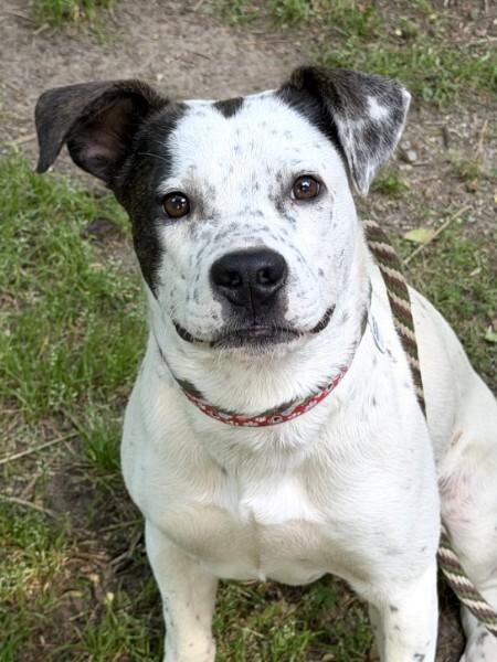 Kain - AVAILABLE TO FOSTER OR ADOPT, an adopted mixed breed in Clayton, NC image 3/5