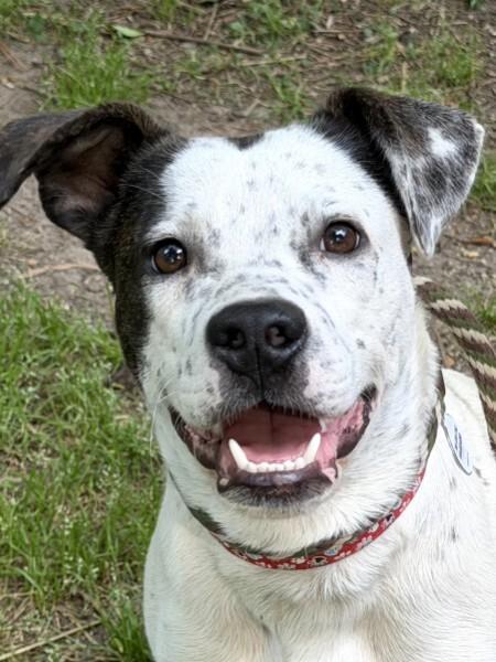 Kain - AVAILABLE TO FOSTER OR ADOPT, an adopted mixed breed in Clayton, NC image 4/5