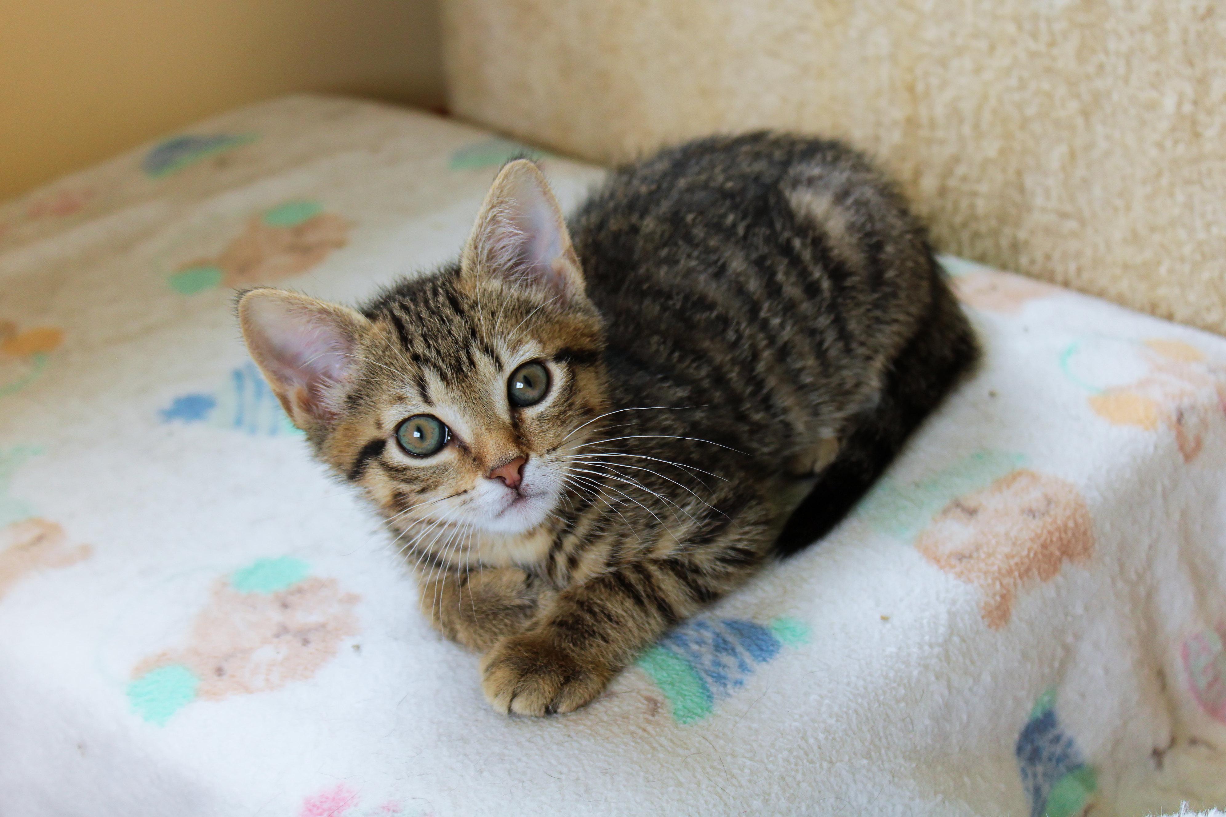 Mars, an adopted Domestic Short Hair in Urbana, OH image 5/6