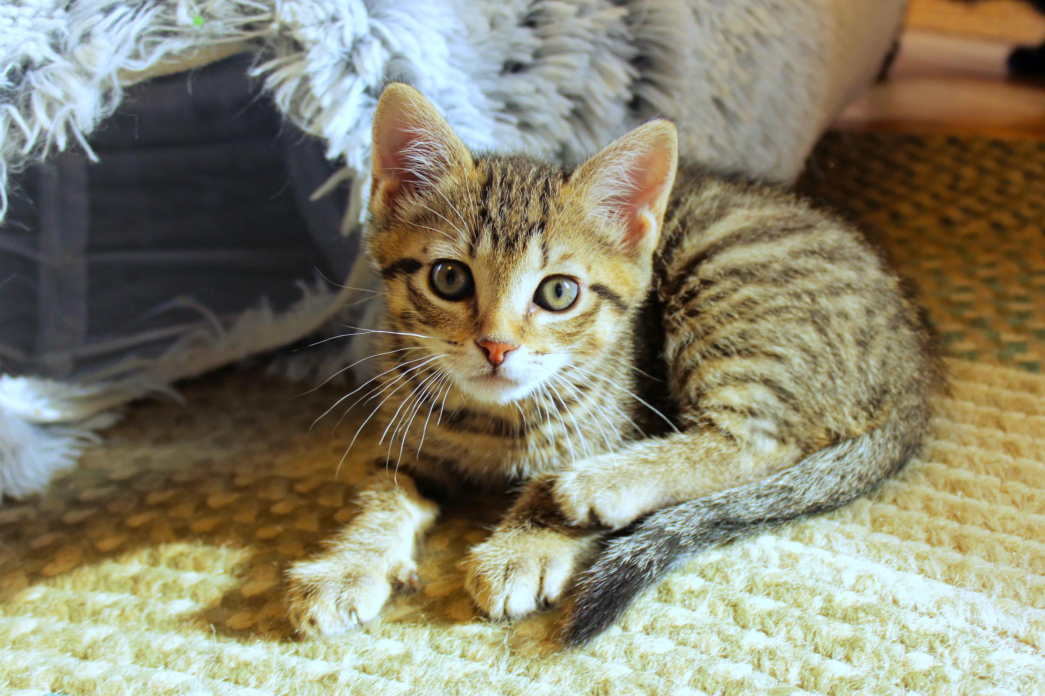 Mars, adopted, Kitten Male Domestic Short Hair.