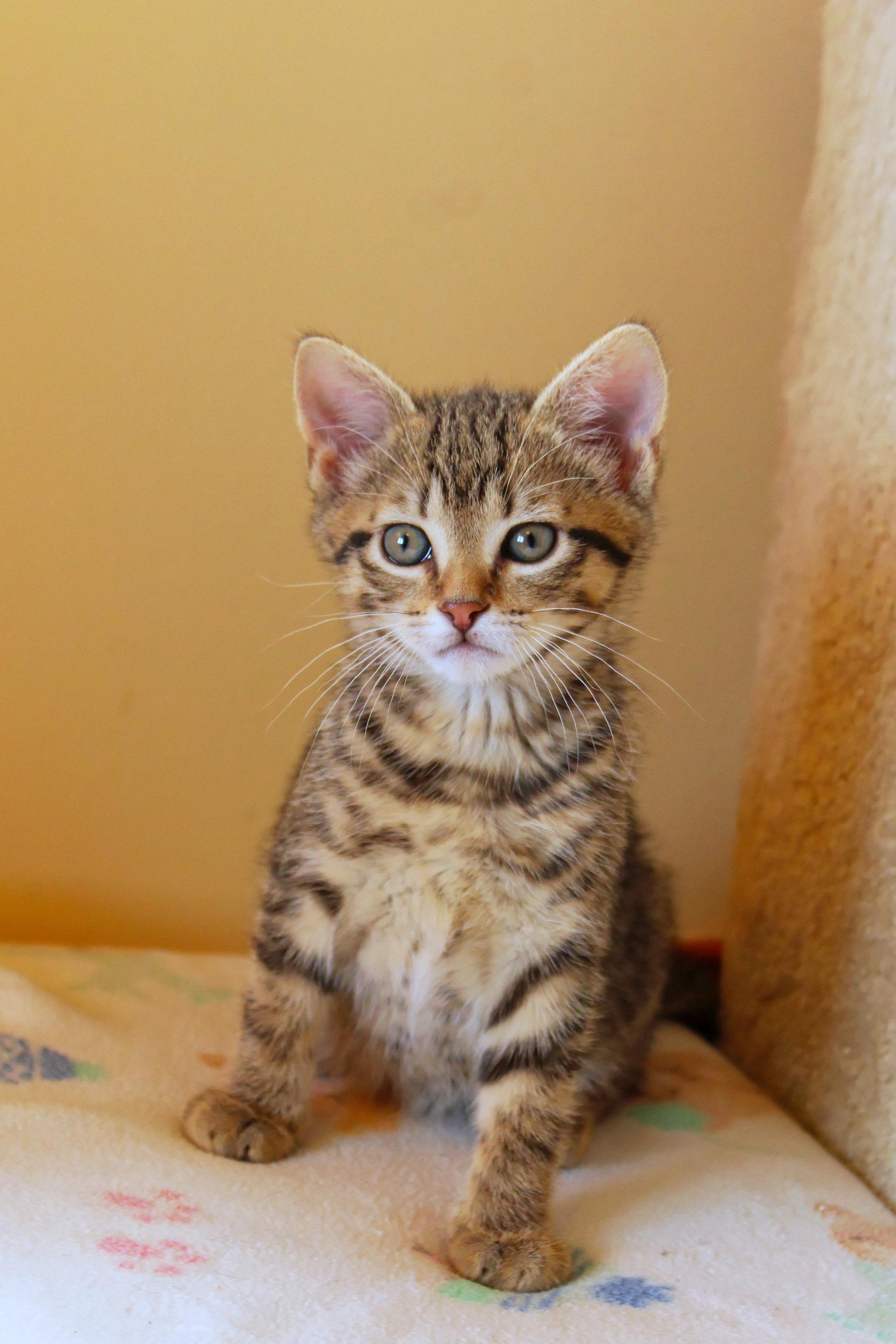 Mars, an adopted Domestic Short Hair in Urbana, OH image 2/6