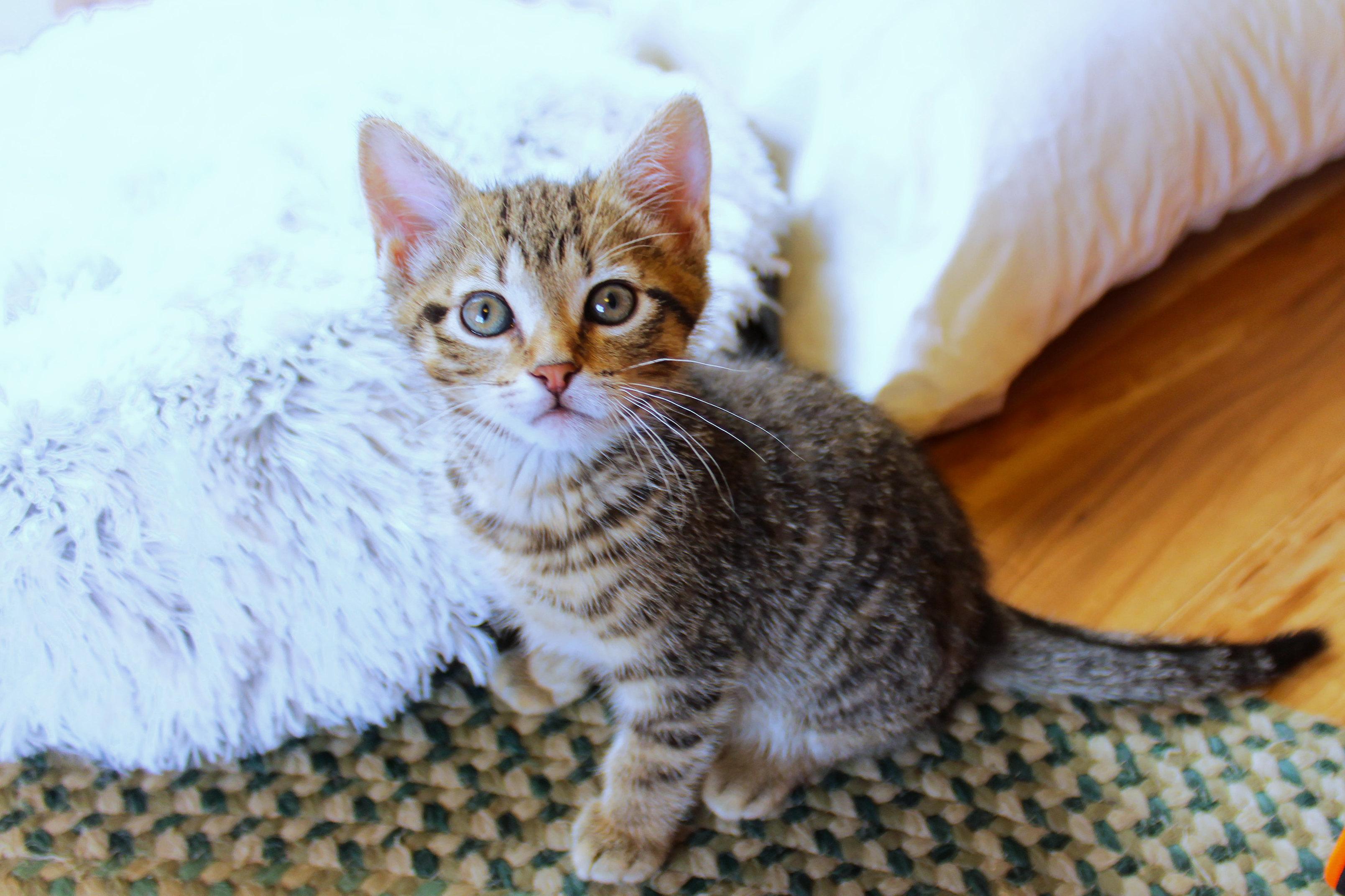 Mars, an adopted Domestic Short Hair in Urbana, OH image 3/6
