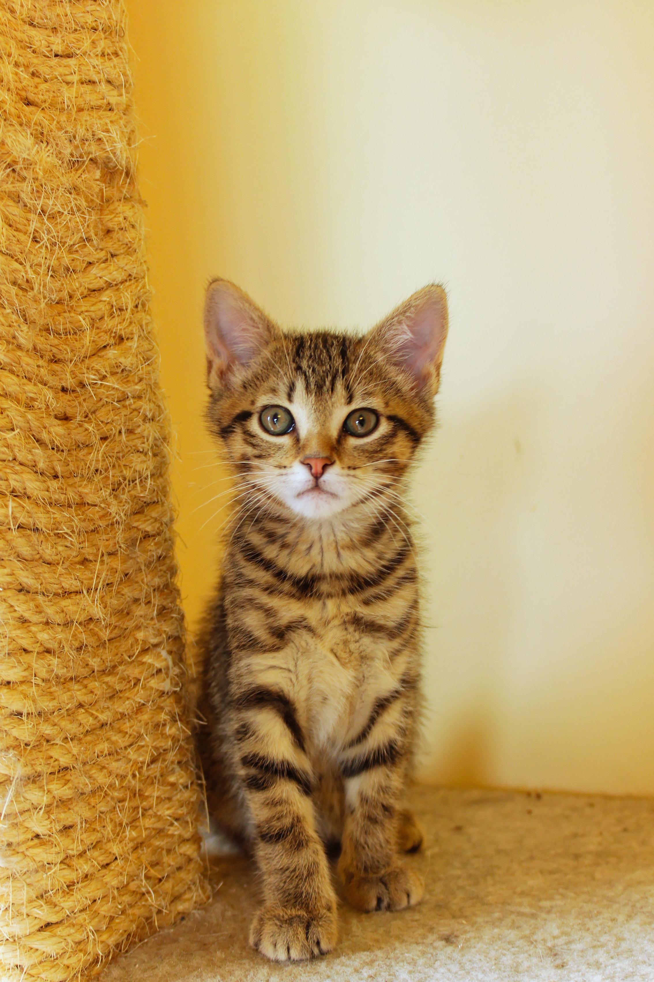 Mars, an adopted Domestic Short Hair in Urbana, OH image 4/6