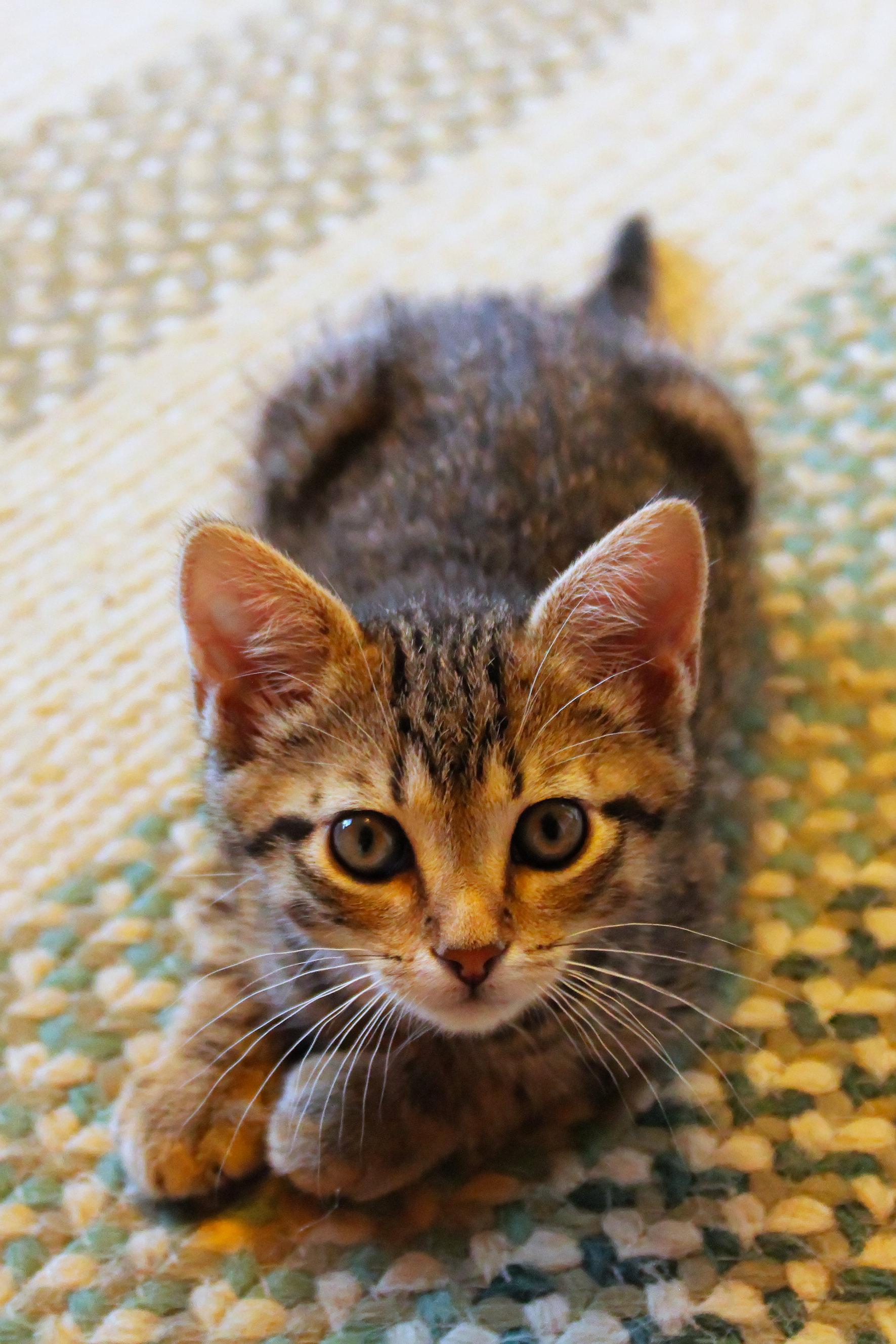 Mars, an adopted Domestic Short Hair in Urbana, OH image 6/6