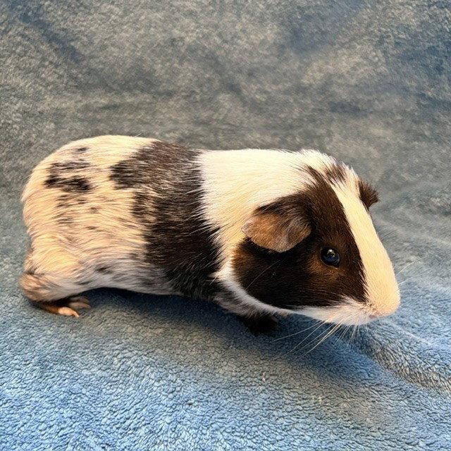 Hammie (M), Adoptable, Baby Male Guinea Pig.