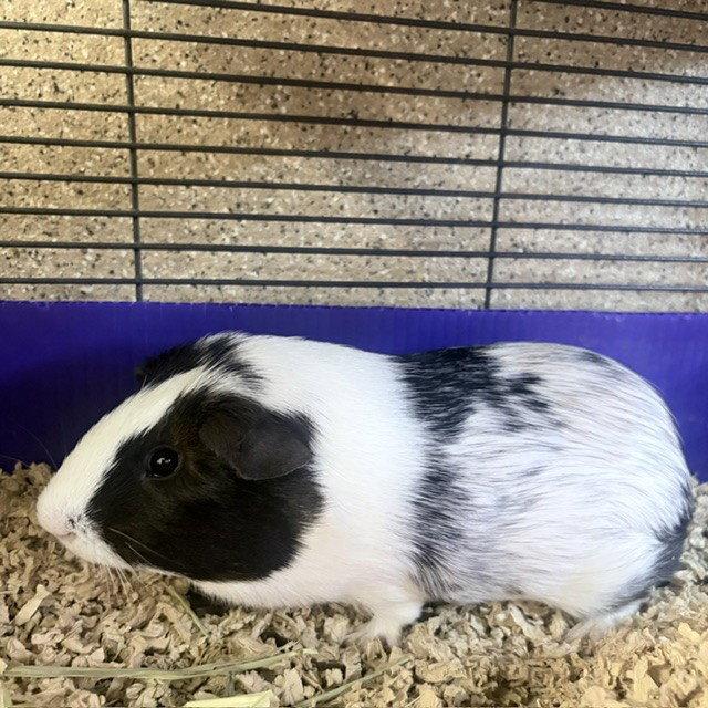 Hammie (M), a Adoptable Guinea Pig in Burlingame, CA image 2/2