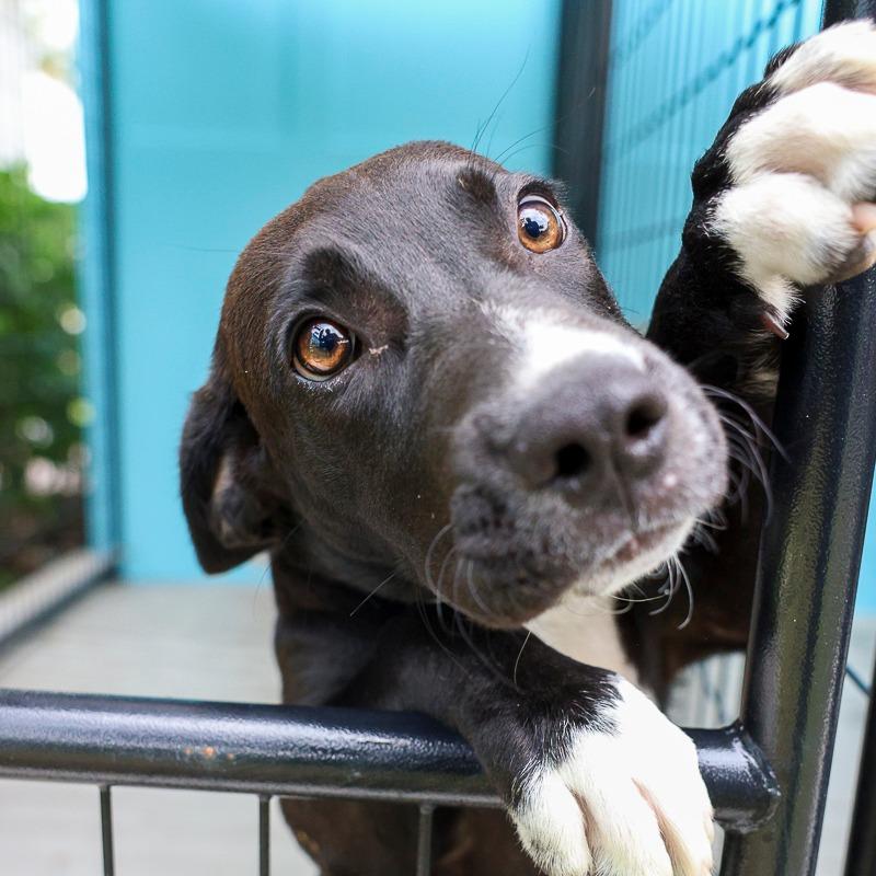 Passionfruit, Adoptable, Puppy Female Mixed Breed.