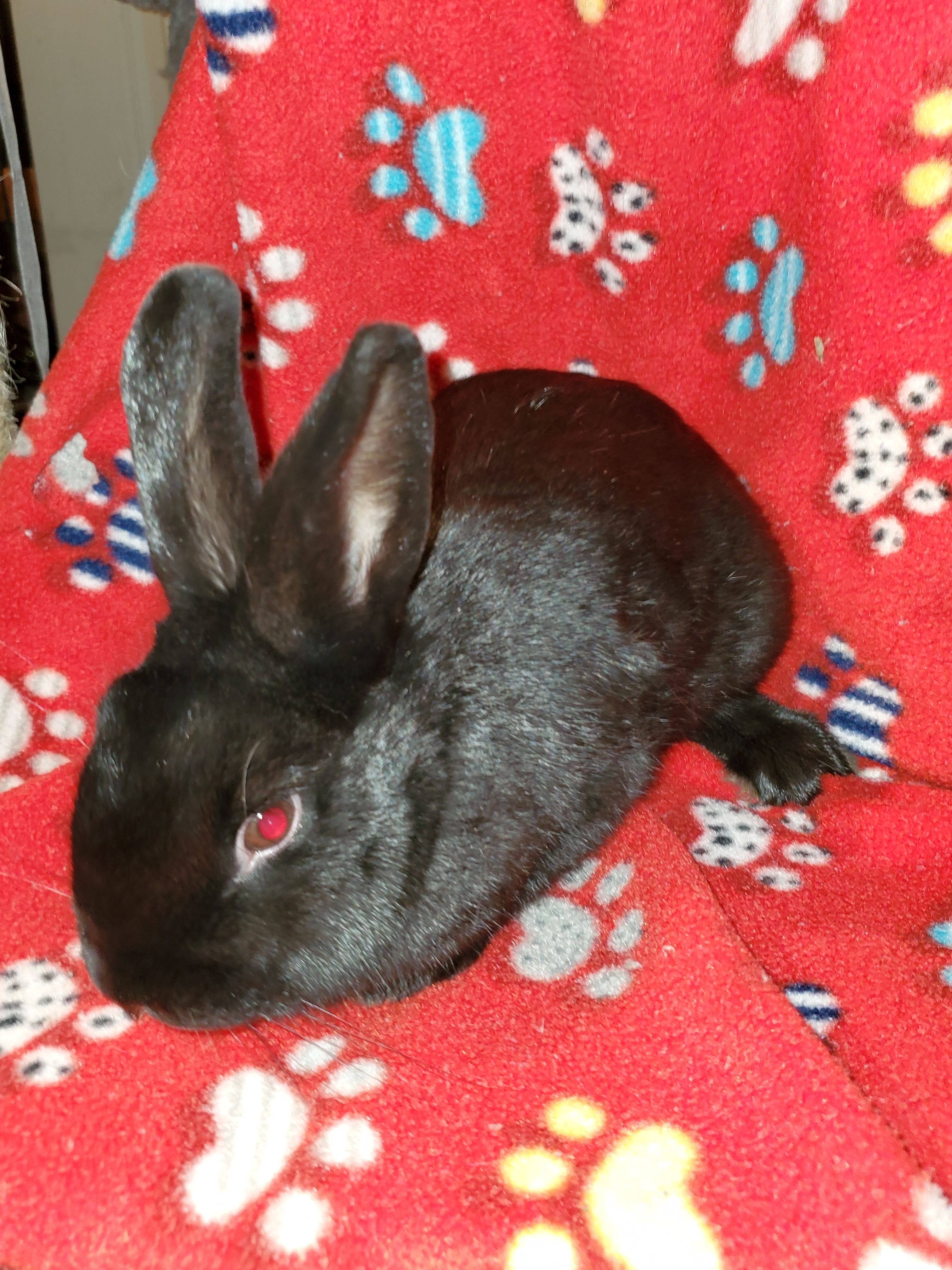 Enlarge Hollie, a Adoptable American in Fair Oaks, CA image 1/2