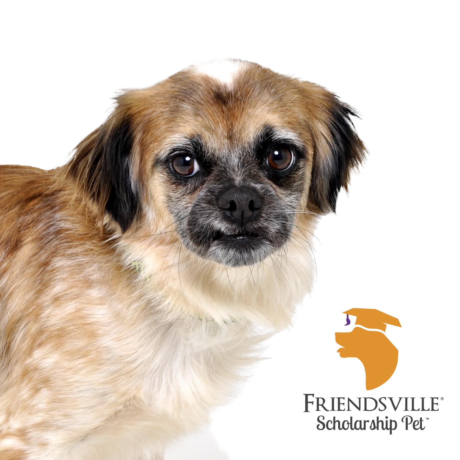 Enlarge Chipper, a Adopted mixed breed in Friendsville, TN image 1/3