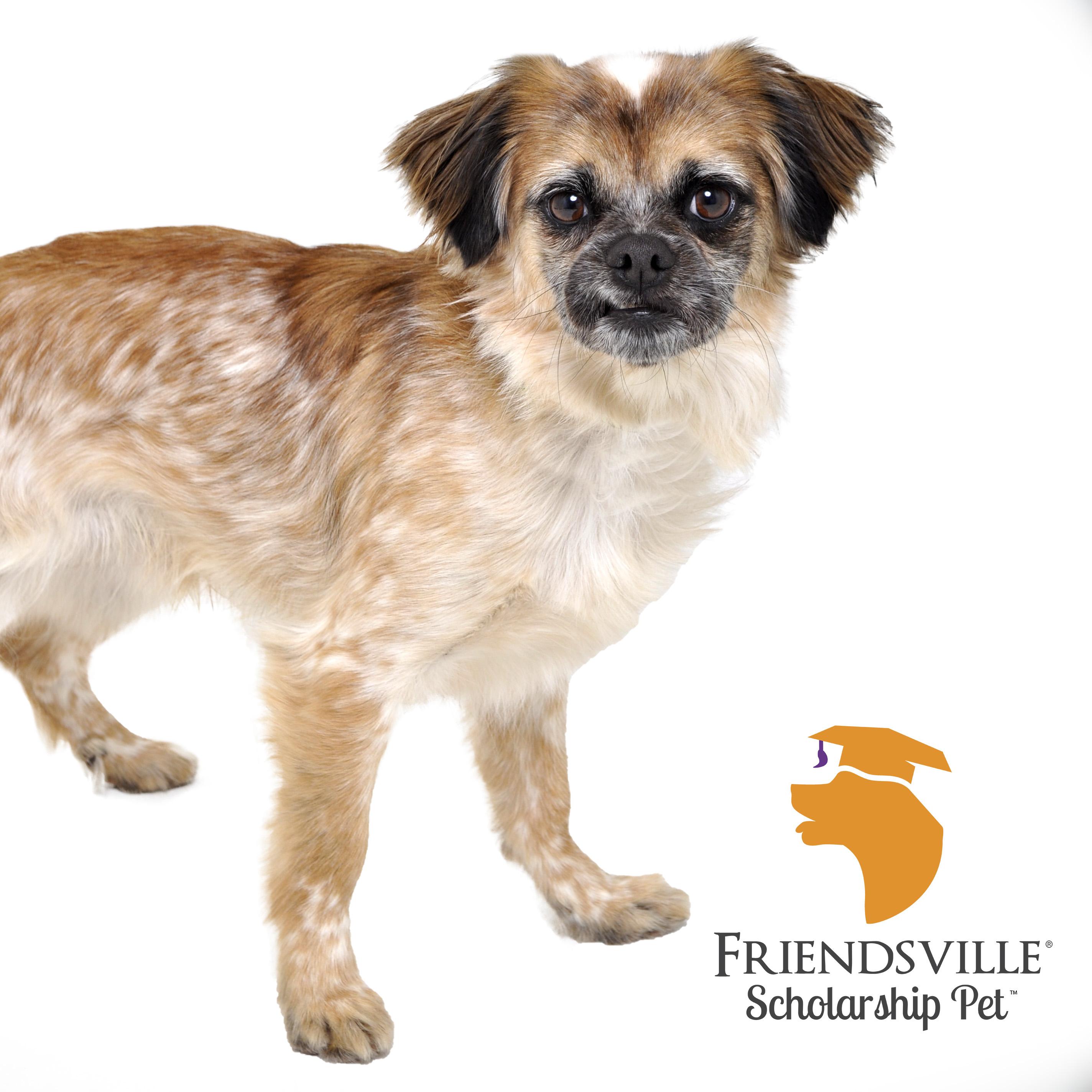 Enlarge Chipper, a Adopted mixed breed in Friendsville, TN image 2/3