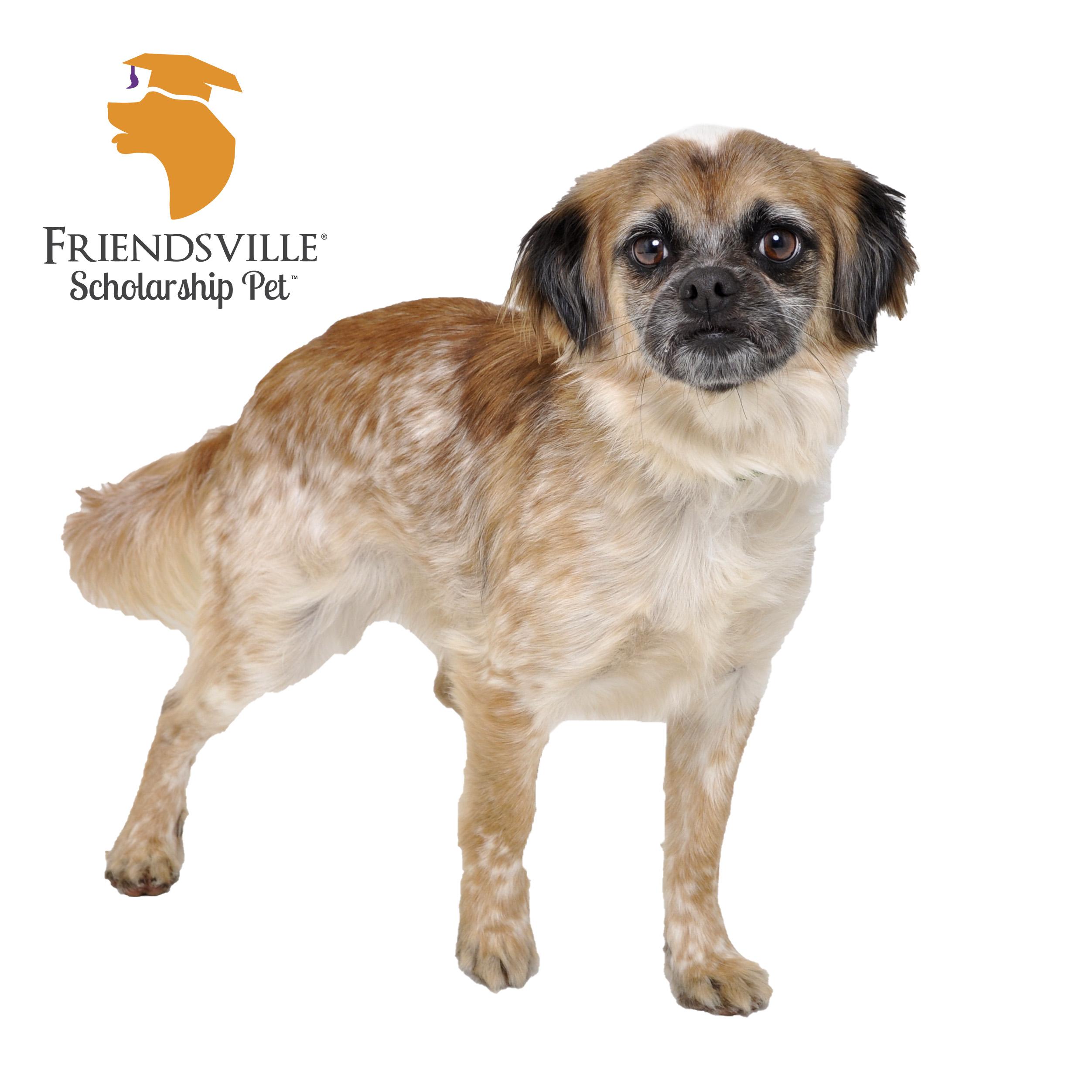 Enlarge Chipper, a Adopted mixed breed in Friendsville, TN image 3/3