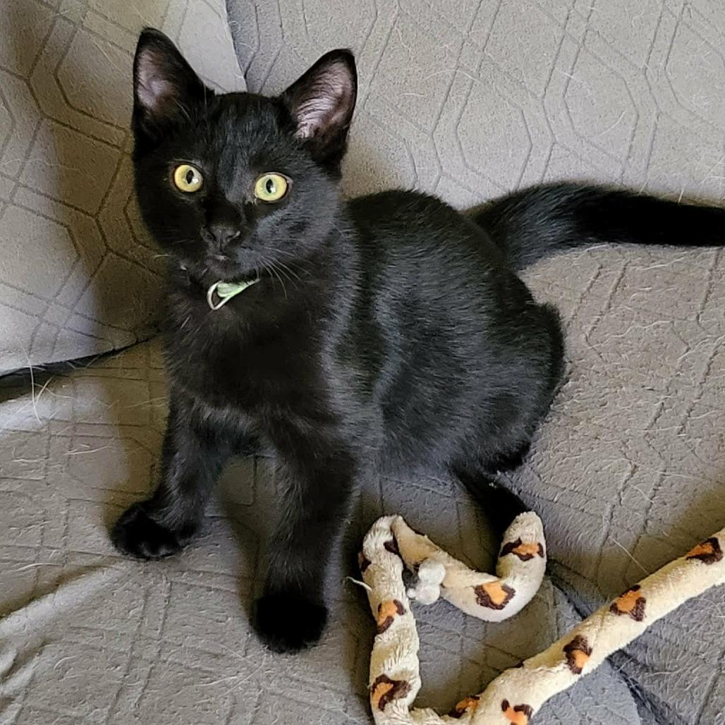 Chaos, Adoptable, Kitten Male Domestic Short Hair.