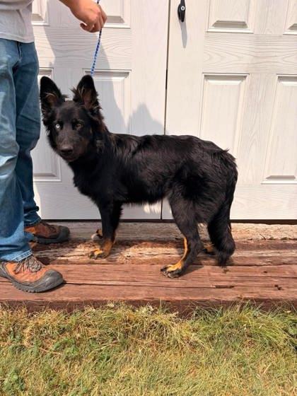Enlarge Vi, a Adoptable mixed breed in McCook, NE image 1/3