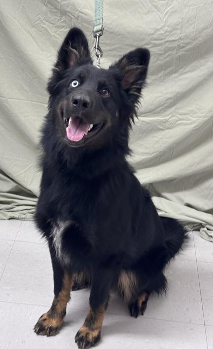 Enlarge Vi, a Adoptable mixed breed in McCook, NE image 2/3