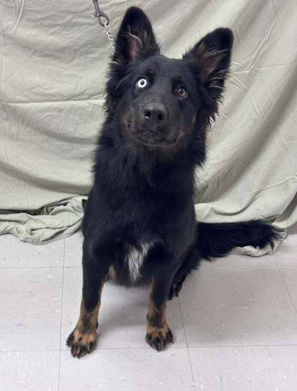 Enlarge Vi, a Adoptable mixed breed in McCook, NE image 3/3