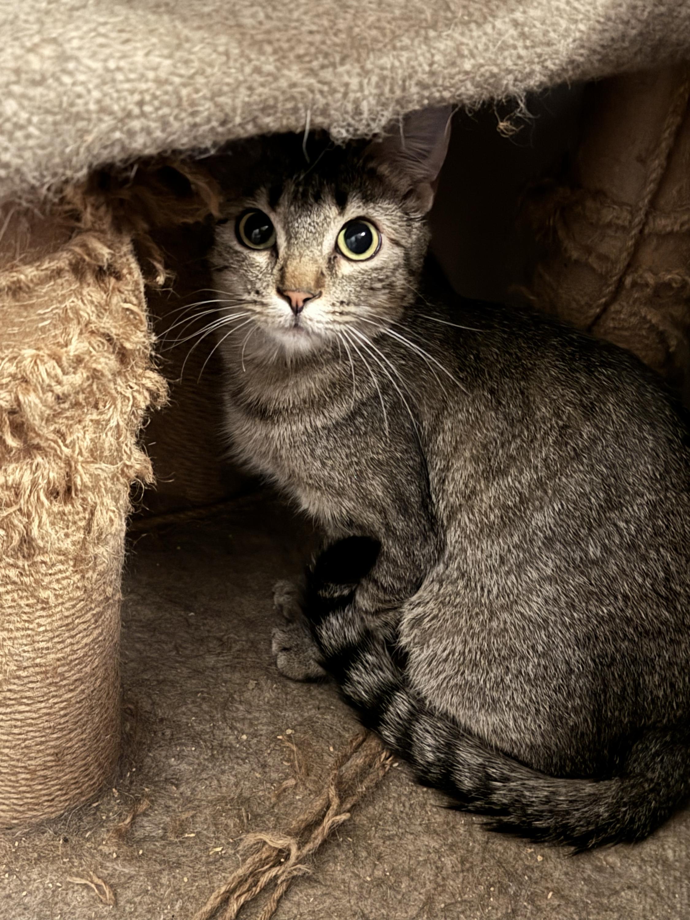 Marigold, an adopted Tabby in Midvale, UT image 1/3