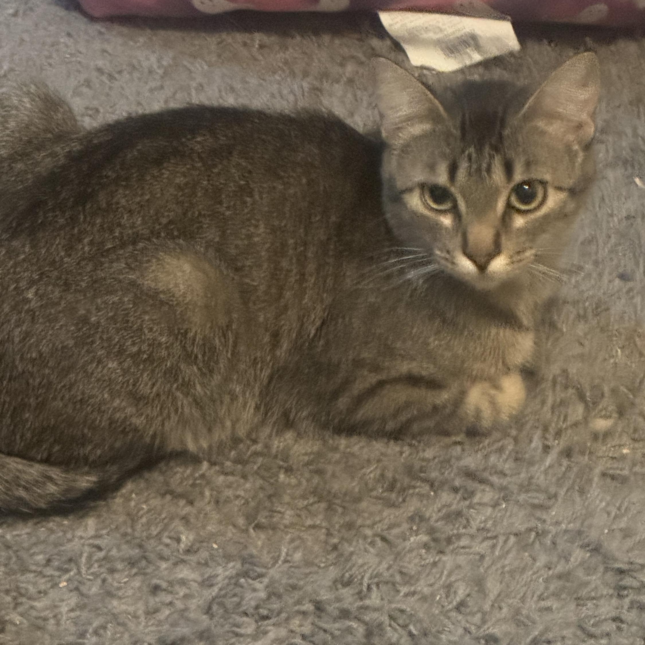 Marigold, an adopted Tabby in Midvale, UT image 2/3