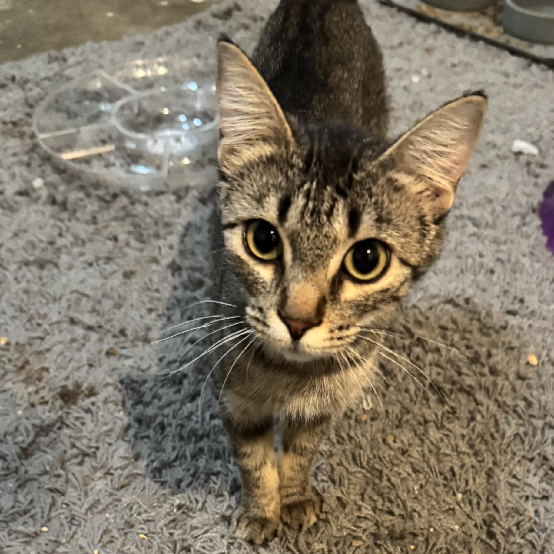 Marigold, an adopted Tabby in Midvale, UT image 3/3