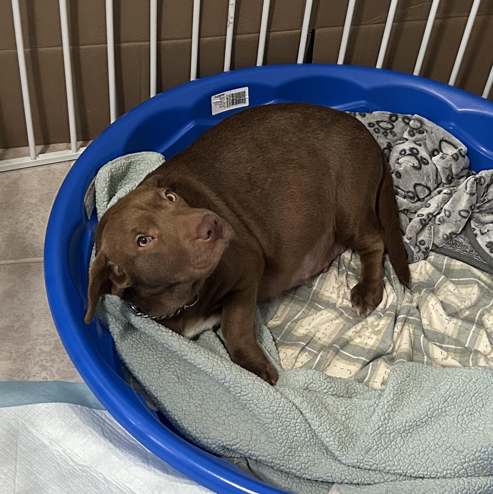 Em-Jay, a Adoptable mixed breed in Oakland, CA image 2/4