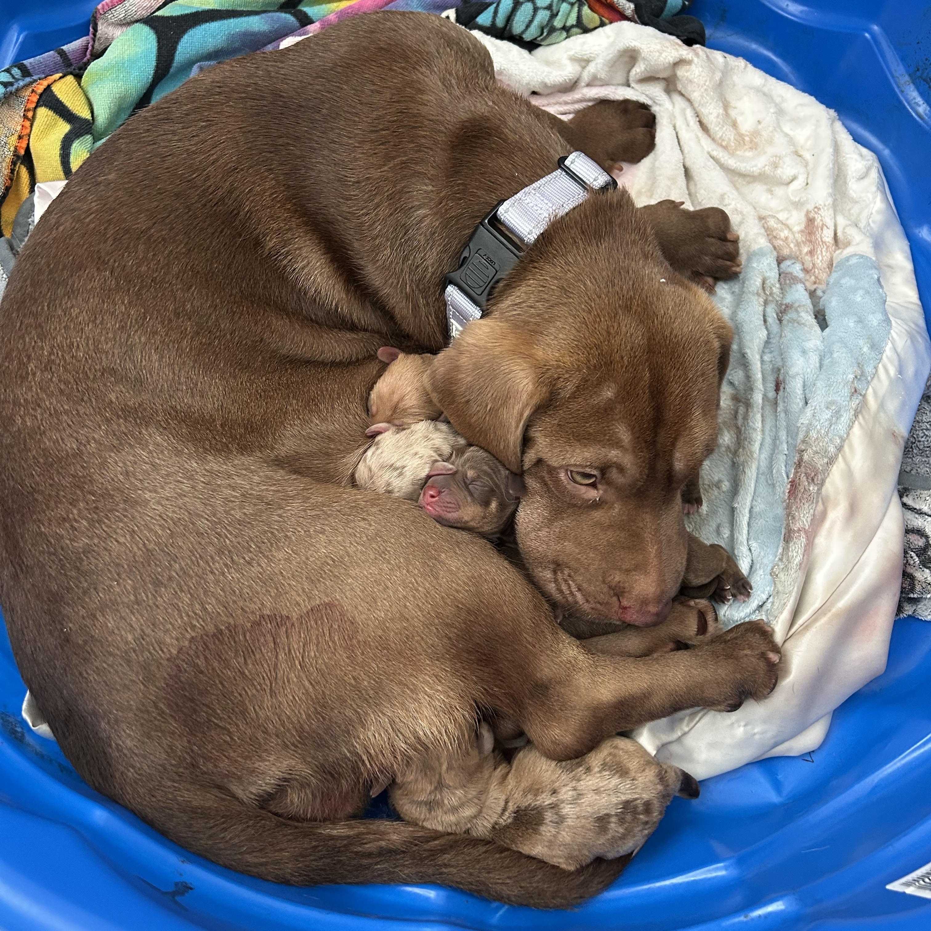 Em-Jay, a Adoptable mixed breed in Oakland, CA image 3/4