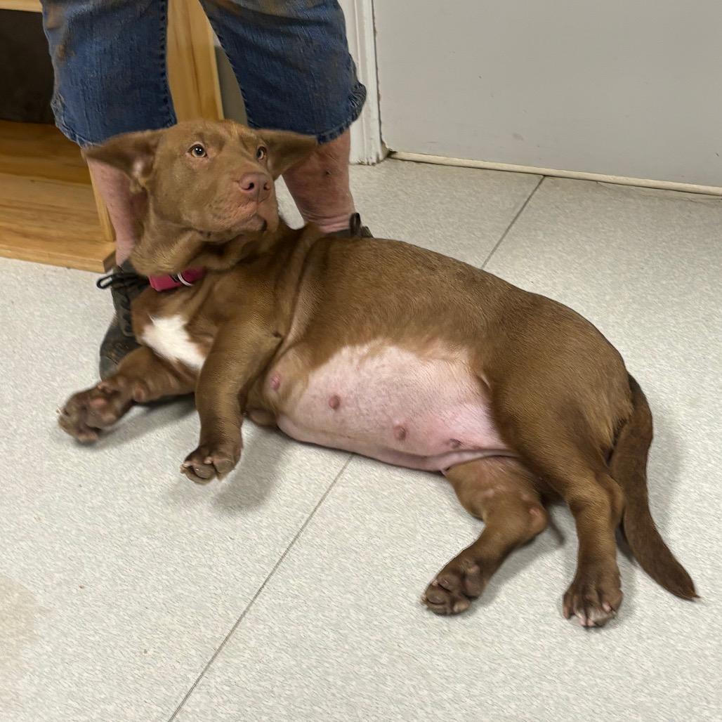 Em-Jay, Adoptable, Adult Female Dachshund & Shar-Pei.
