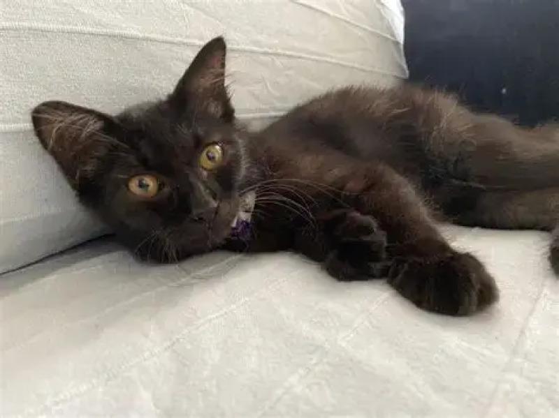 Godiva Fluff — thumbnail 2