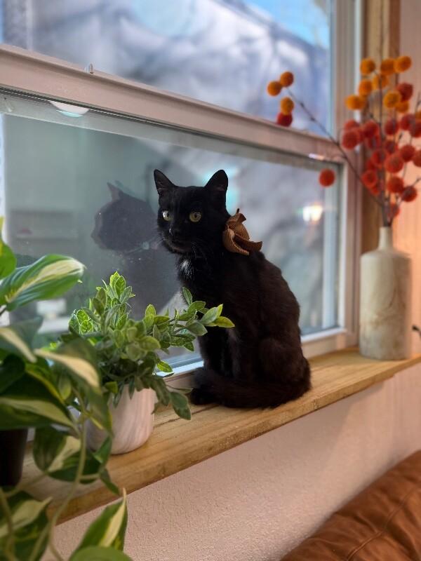 Godiva Fluff — thumbnail 3