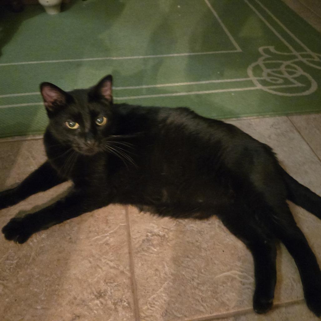 Enlarge Diego, a Adoptable Domestic Short Hair in Houston, TX image 3/3