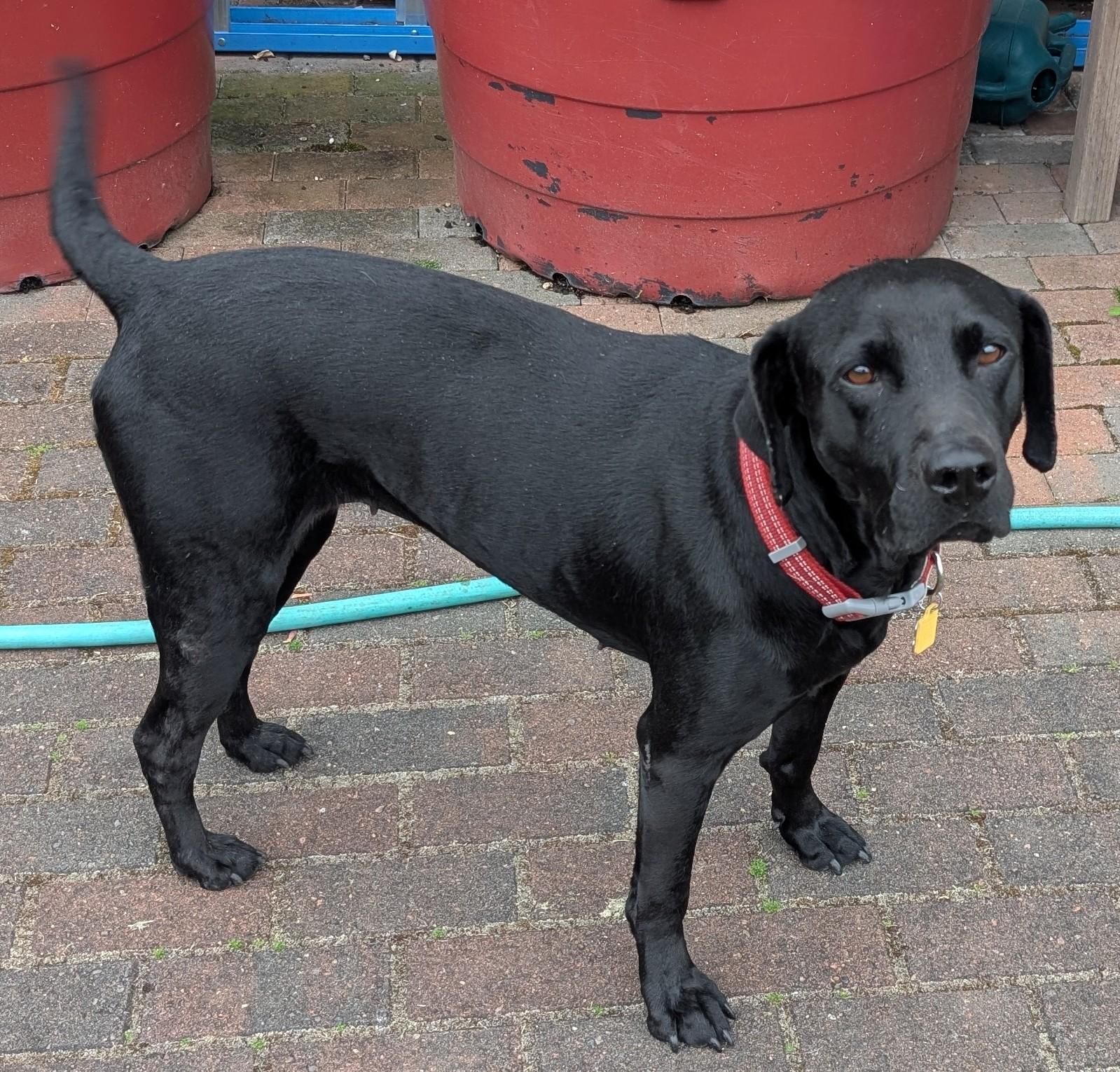 MARLEY, adopted, Adult Female Black Labrador Retriever.