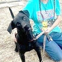 MARLEY, an adopted mixed breed in Olympia, WA image 3/5