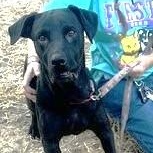 MARLEY, an adopted mixed breed in Olympia, WA image 2/5