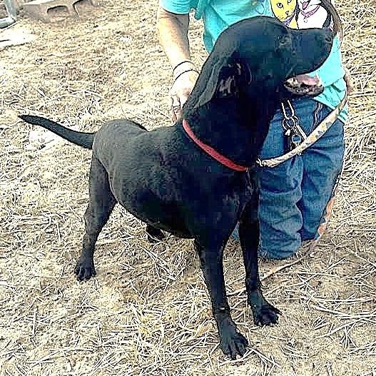 MARLEY, an adopted mixed breed in Olympia, WA image 4/5