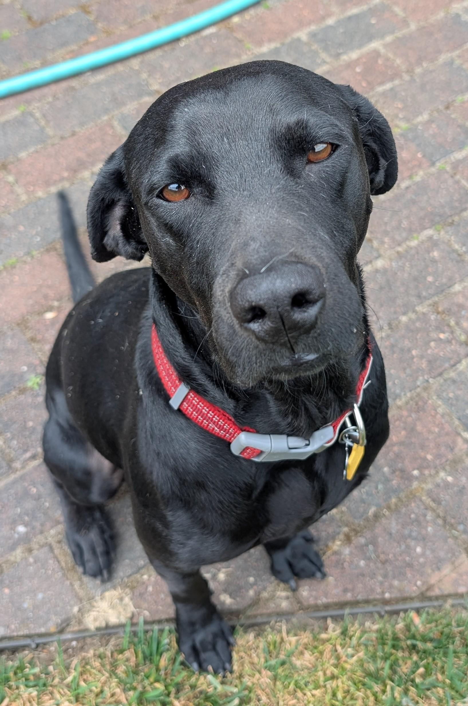 MARLEY, an adopted mixed breed in Olympia, WA image 5/5