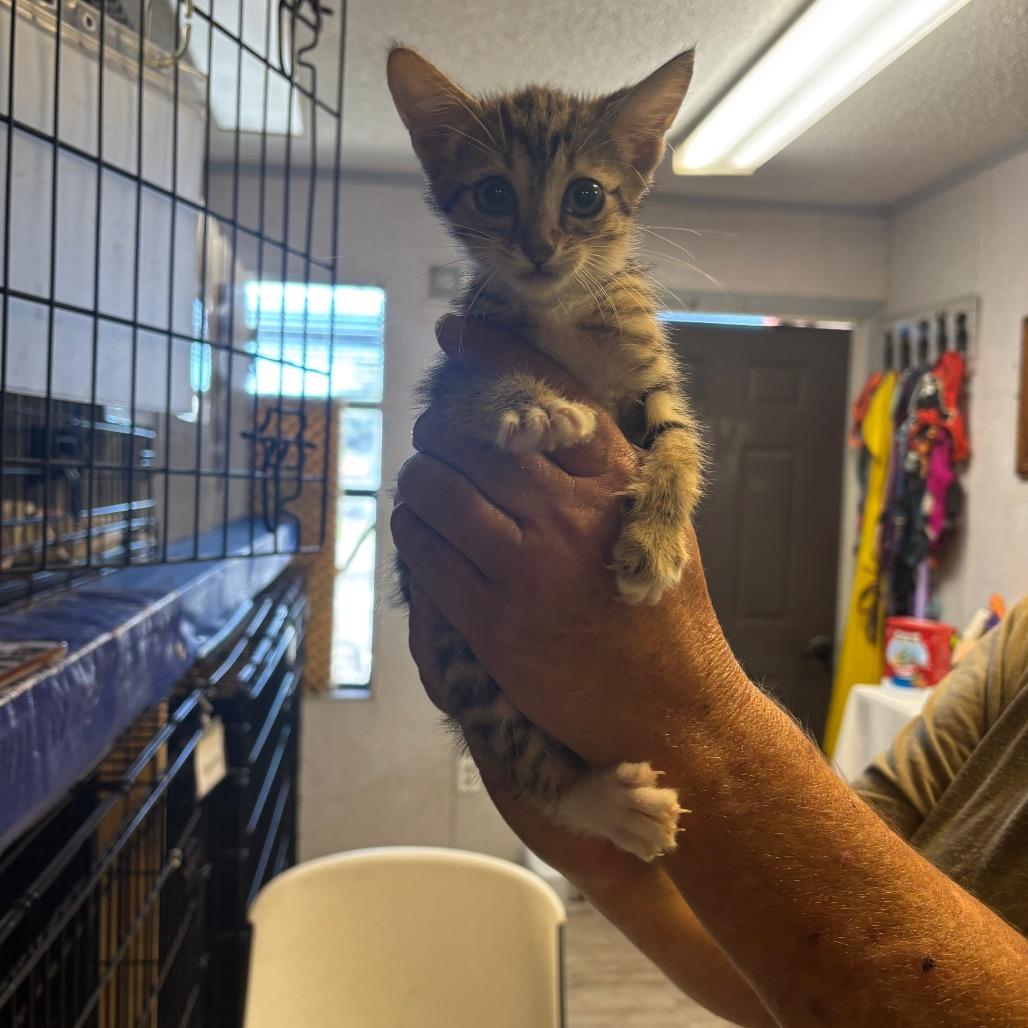Enlarge Clyde, a Adoptable Domestic Short Hair in Hinesville, GA image 1/1