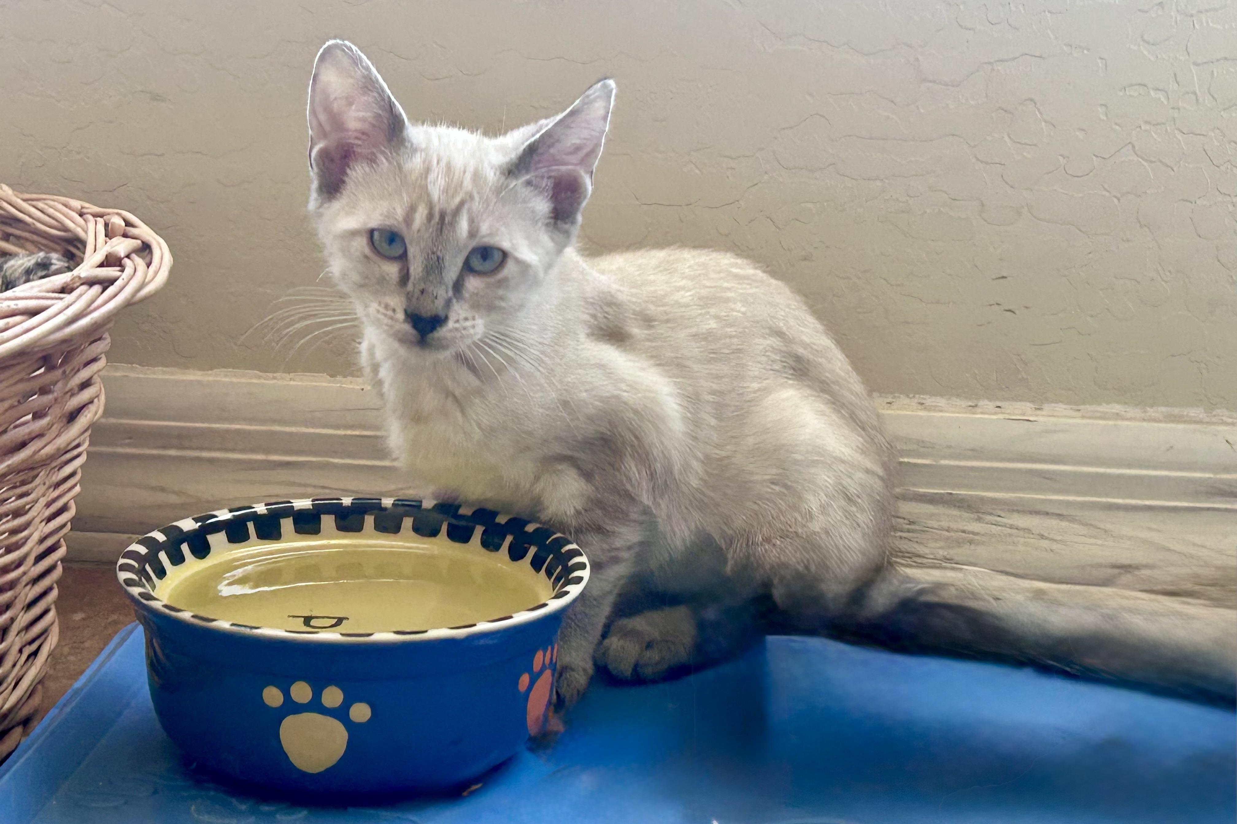 Cortina, a ADOPTABLE Domestic Short Hair in Fountain Hills, AZ image 1/2