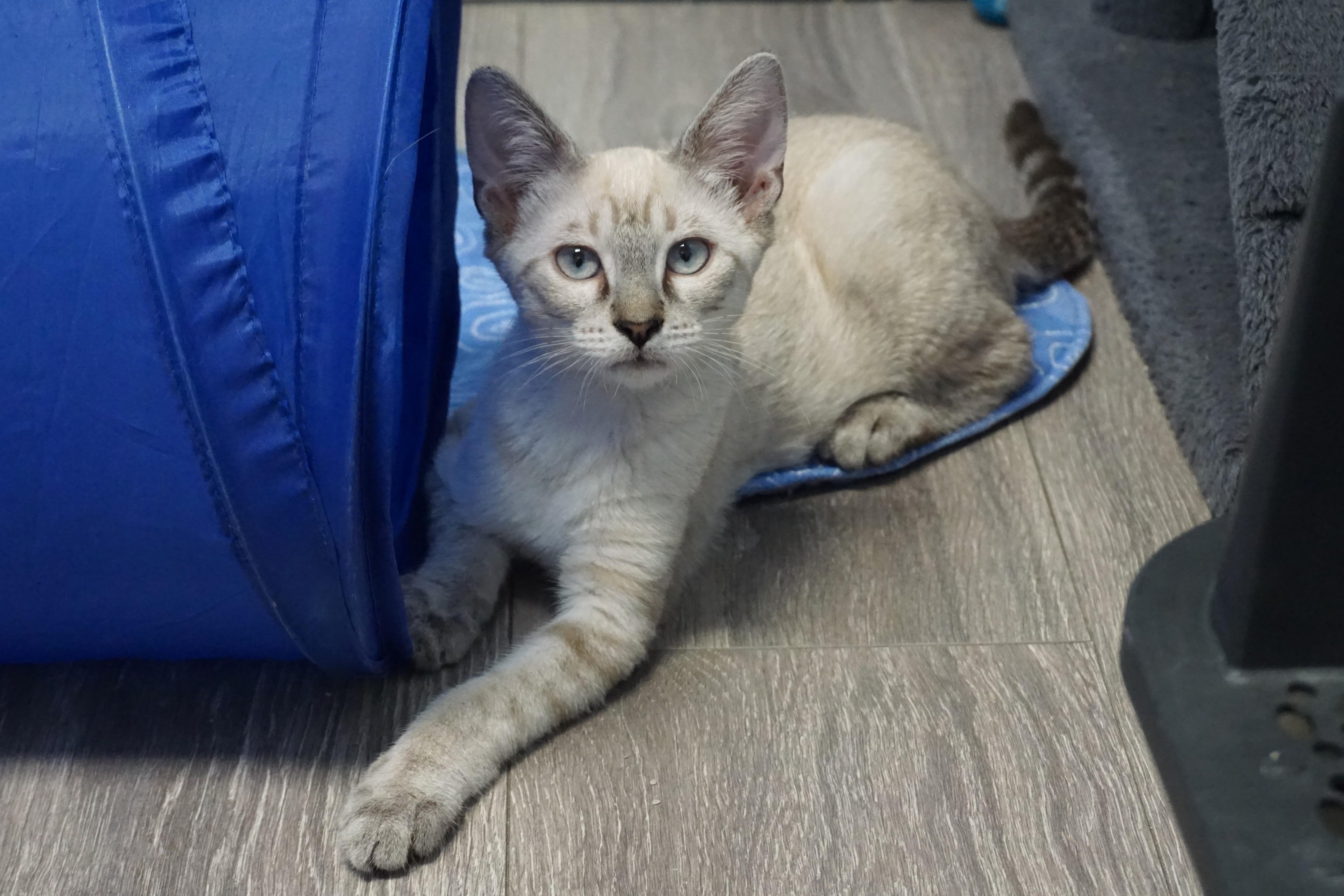 Cortina, ADOPTABLE, Kitten Female Domestic Short Hair.