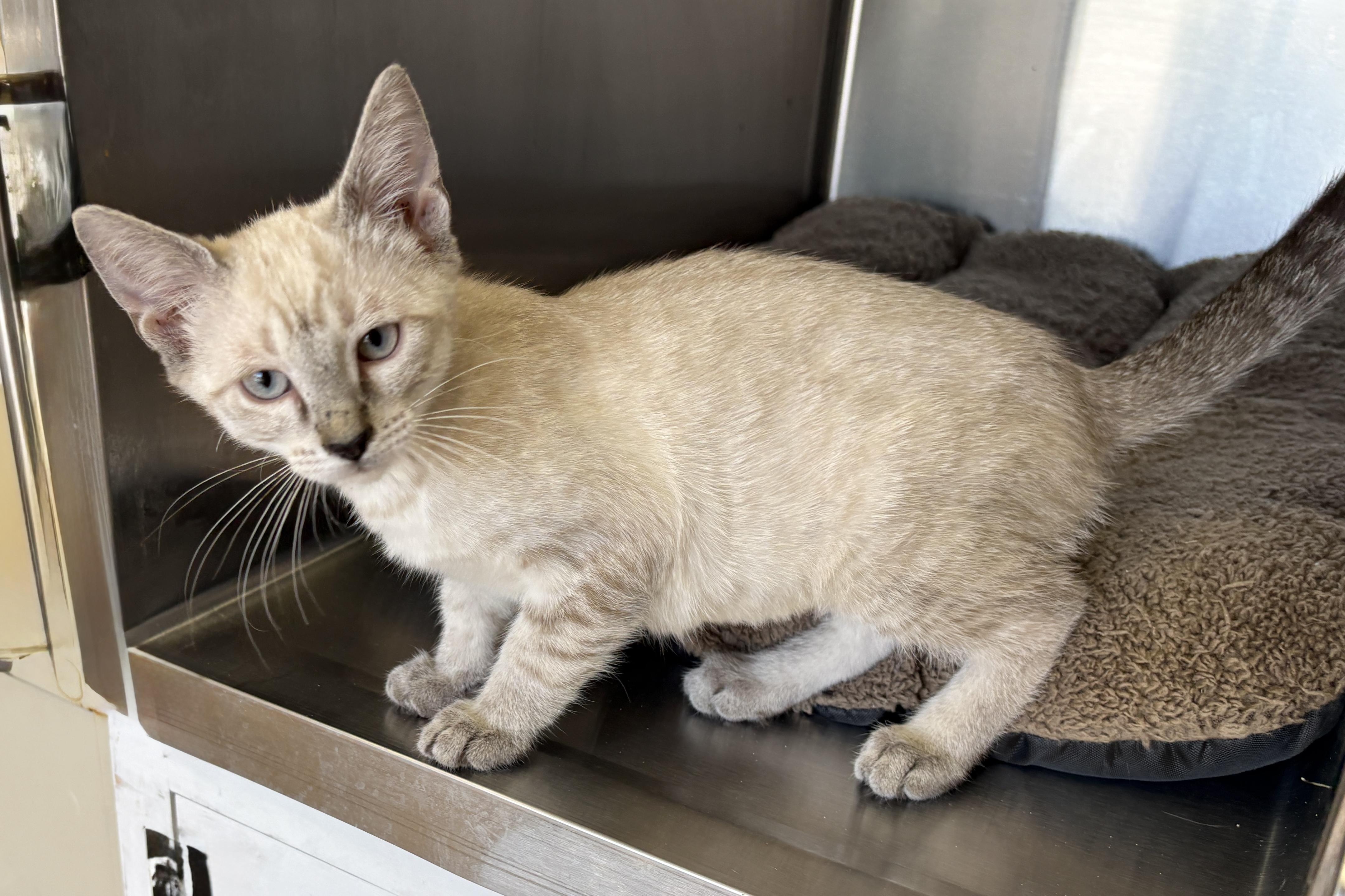 Cortina, a ADOPTABLE Domestic Short Hair in Fountain Hills, AZ image 2/2