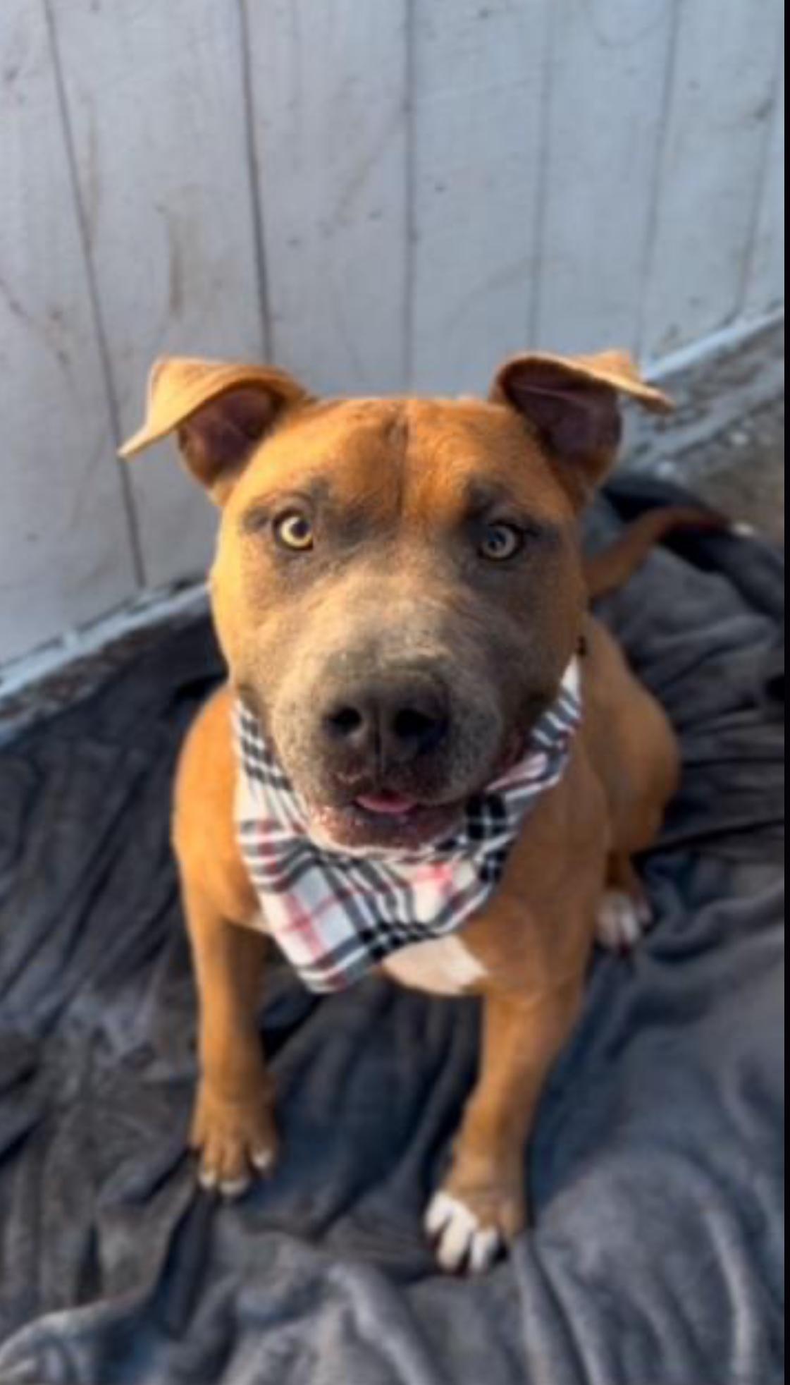 Mac ...........the MACNIFICENT 4