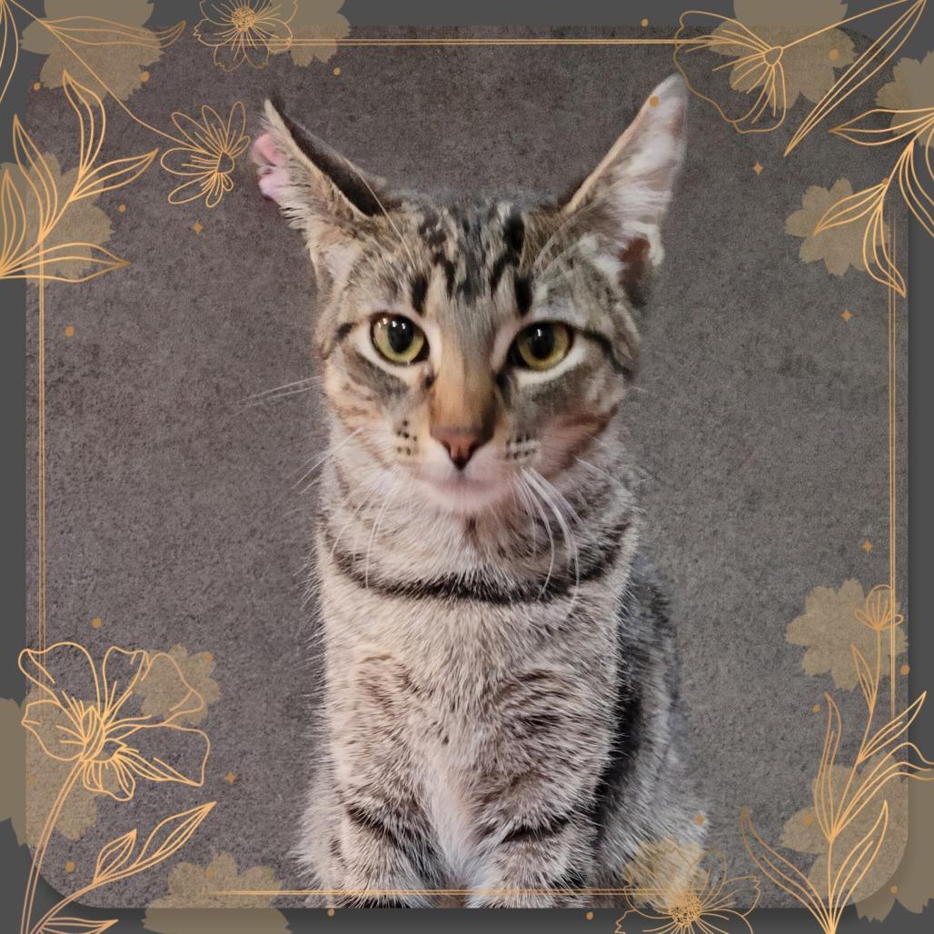 Ella, Adoptable, Young Female Domestic Short Hair.