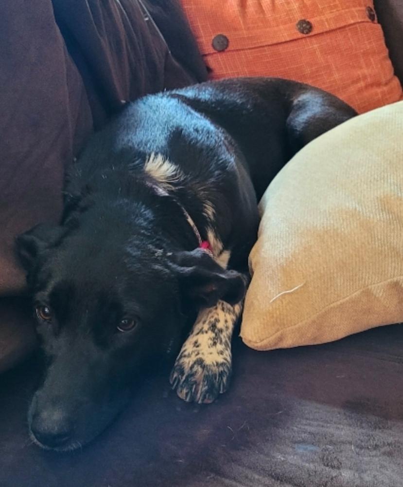 Izzy, Adoptable, Adult Female Mixed Breed.