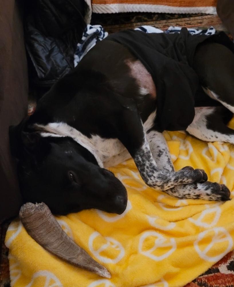 Izzy, a Adoptable Mixed Breed in Dunwoody, GA image 2/4