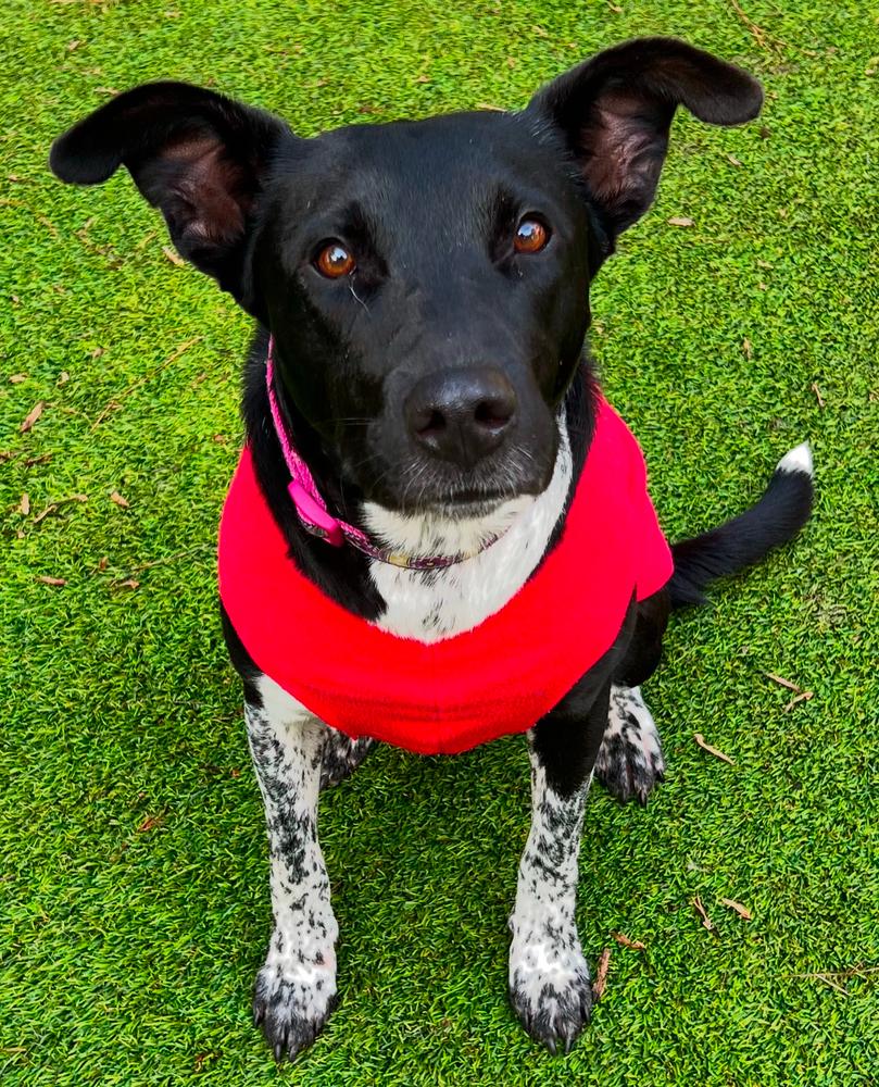 Izzy, a Adoptable Mixed Breed in Dunwoody, GA image 3/4