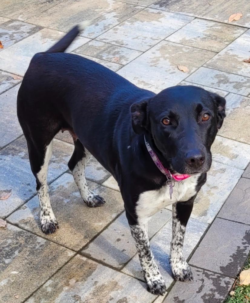 Izzy, a Adoptable Mixed Breed in Dunwoody, GA image 4/4