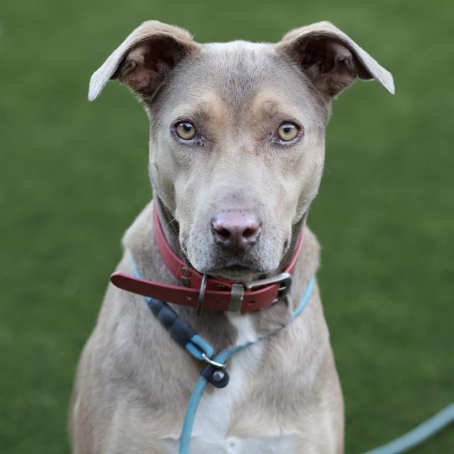 Enlarge LUNA, a Adoptable Catahoula Leopard Dog in Modesto, CA image 1/1
