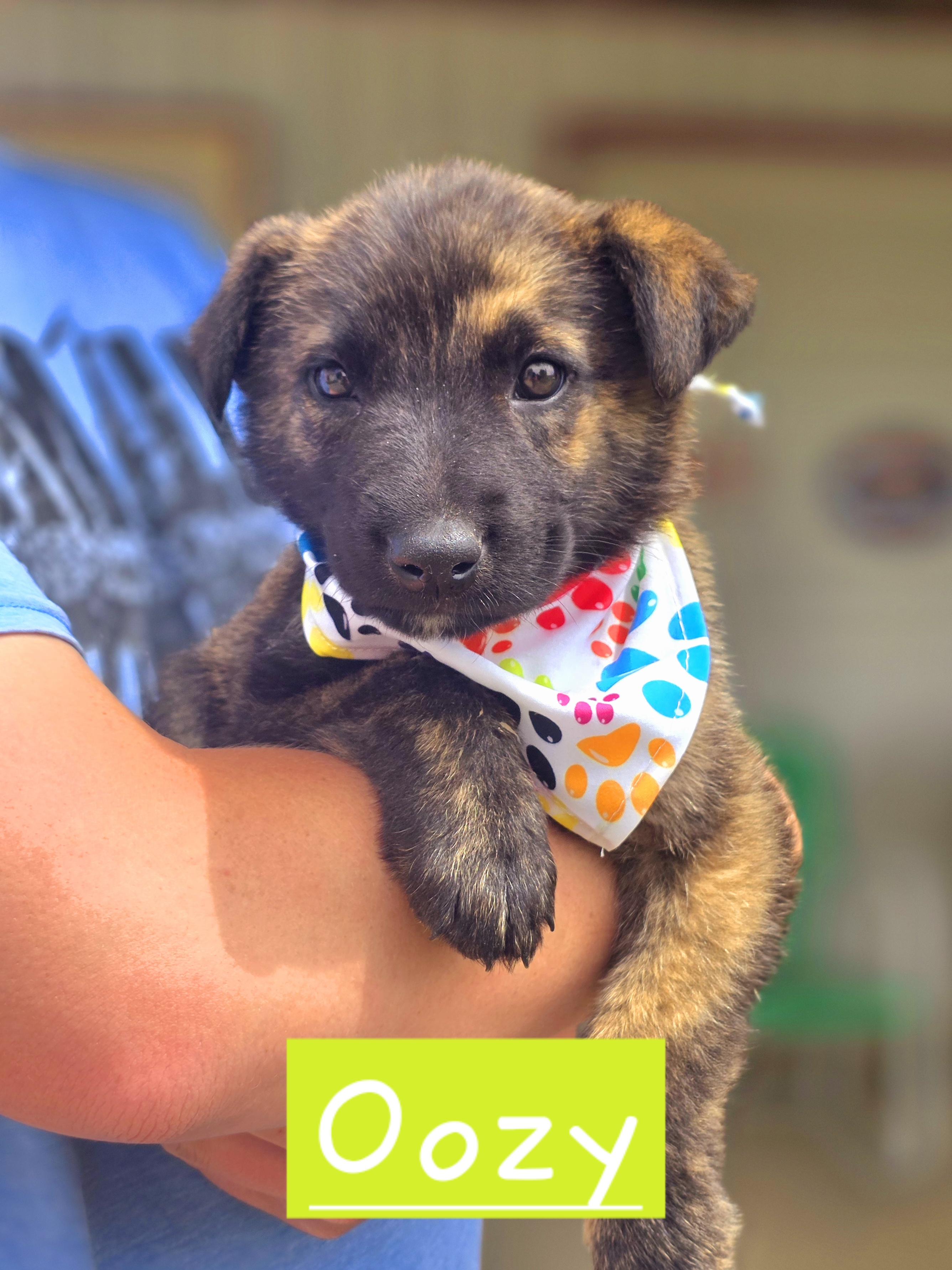 Oozy, adopted, Puppy Male Dutch Shepherd.