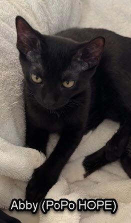 Enlarge Po Po, a Adopted Domestic Short Hair in Satellite Beach, FL image 1/1