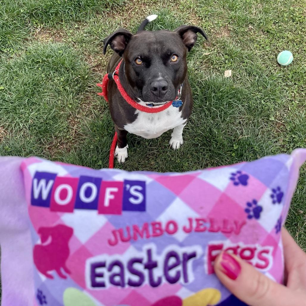 Diego, Adoptable, Adult Male Pit Bull Terrier & Mixed Breed.