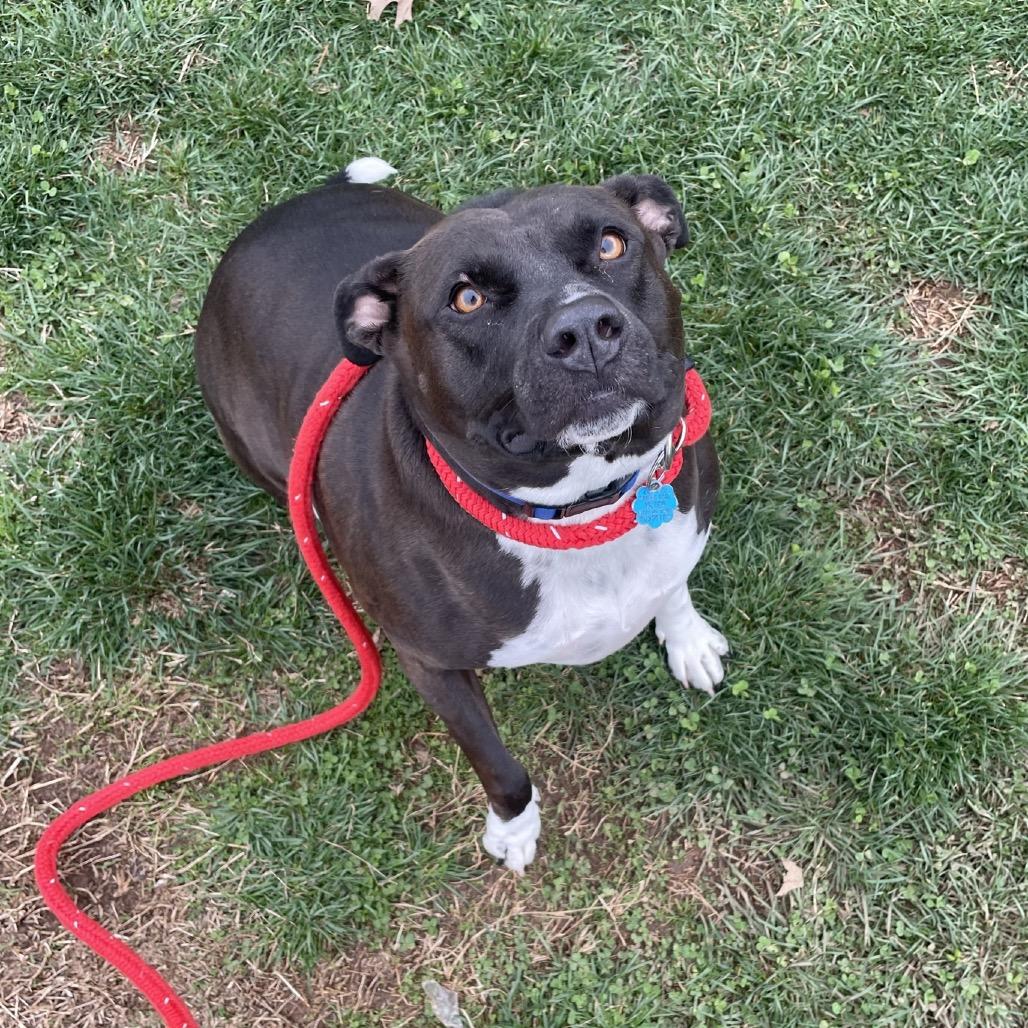 Enlarge Diego, a Adoptable mixed breed in Springfield, MO image 2/4