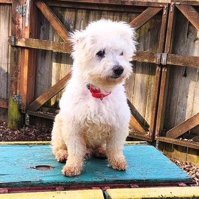 Enlarge Tomo, an adopted mixed breed in Long Beach, WA image 1/4